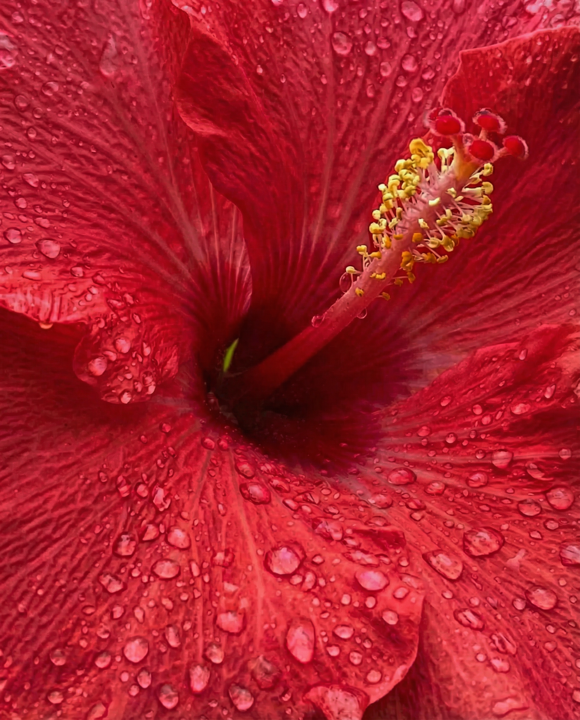 Complexe d’Hibiscus Hydratant
